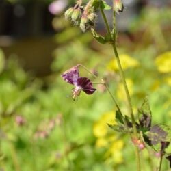 Geranium phaeum Samobor