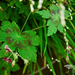 Geranium phaeum Samobor