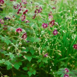 Geranium phaeum Samobor