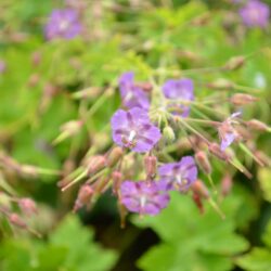 Geranium phaeum var. lividum Majus