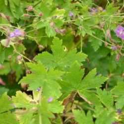 Geranium phaeum var. lividum Majus