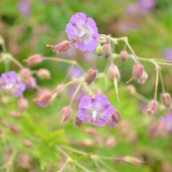 Geranium phaeum var. lividum Majus