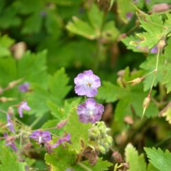 Geranium phaeum var. lividum Majus