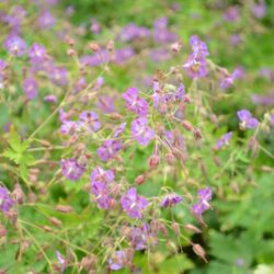 Geranium phaeum var. lividum Majus