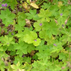 Geranium phaeum var. lividum Majus