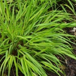 Hakonechloa macra Sunny Delight