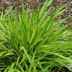 Hakonechloa macra Sunny Delight