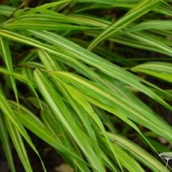 Hakonechloa macra Sunny Delight