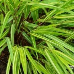 Hakonechloa macra Sunny Delight