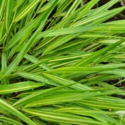 Hakonechloa macra Sunny Delight