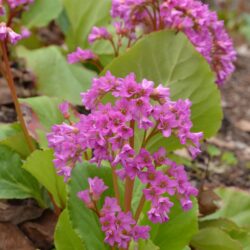 Bergenia Rietheim