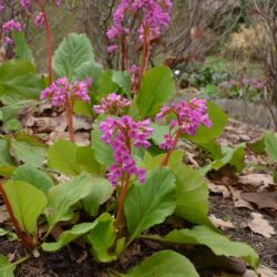 Bergenia Rietheim