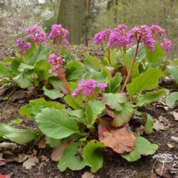 Bergenia Rietheim