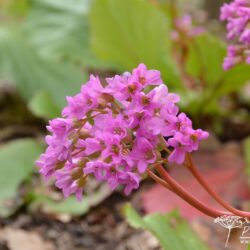 Bergenia Rietheim