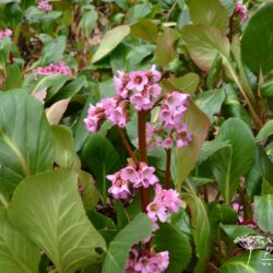 Bergenia Rosi Klose