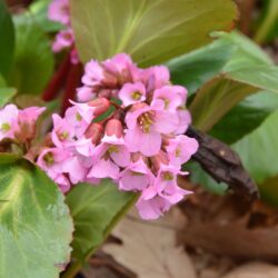 Bergenia Rosi Klose