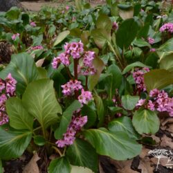 Bergenia Rosi Klose