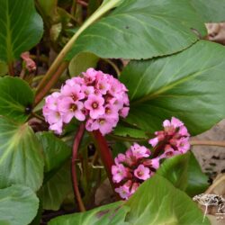 Bergenia Rosi Klose