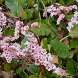 Bergenia Schneekissen