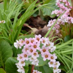 Bergenia Schneekissen