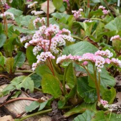 Bergenia Schneekissen