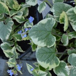 Brunnera macrophylla Dawson's White