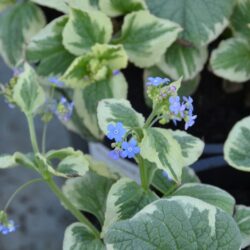 Brunnera macrophylla Dawson's White