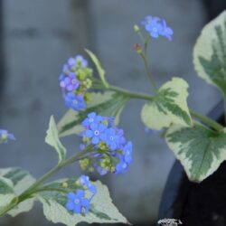 Brunnera macrophylla Dawson's White