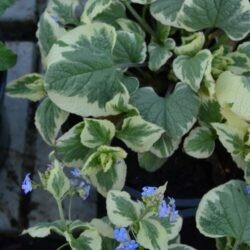 Brunnera macrophylla Dawson's White