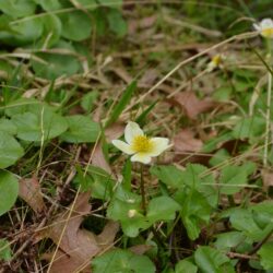 Caltha palustris var. alba