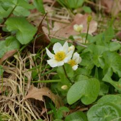 Caltha palustris var. alba