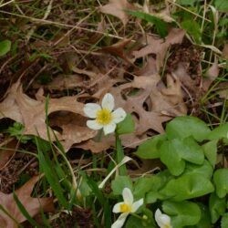 Caltha palustris var. alba