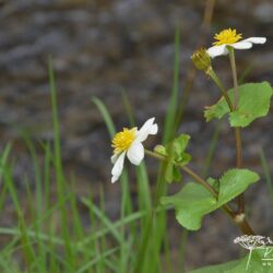 Caltha palustris var. alba