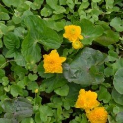 Caltha palustris Plena