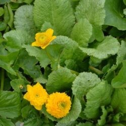 Caltha palustris Plena