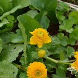 Caltha palustris Plena