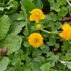 Caltha palustris Plena