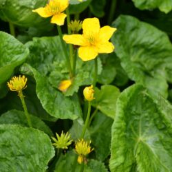 Caltha palustris