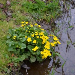 Caltha palustris