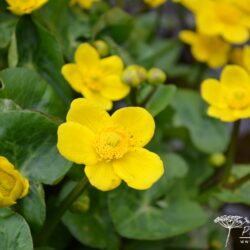 Caltha palustris