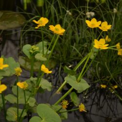 Caltha palustris