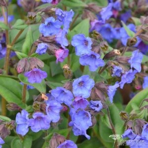 Pulmonaria Blue Ensign