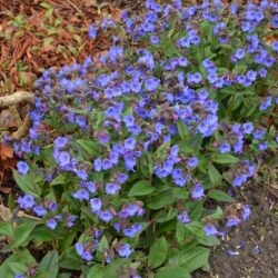 Pulmonaria Blue Ensign