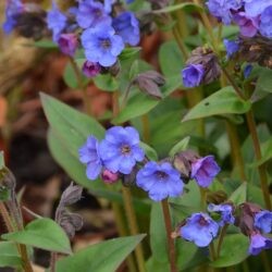 Pulmonaria Blue Ensign