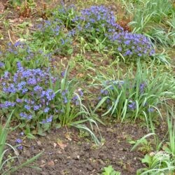 Pulmonaria Blue Ensign