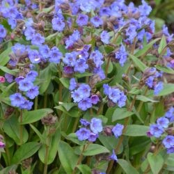 Pulmonaria Blue Ensign