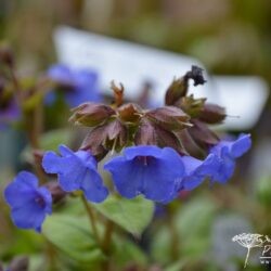 Pulmonaria Blue Ensign