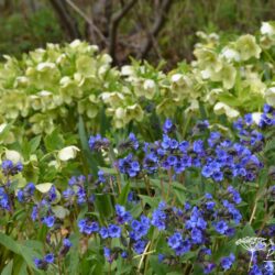 Pulmonaria Blue Ensign