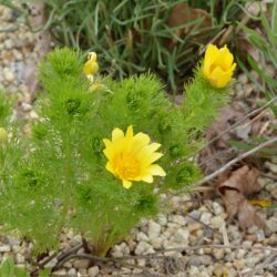 Adonis vernalis