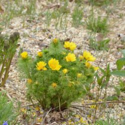 Adonis vernalis